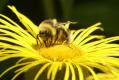 Bumblebees: White-tailed Bumblebee - male (Bombus lucorum)